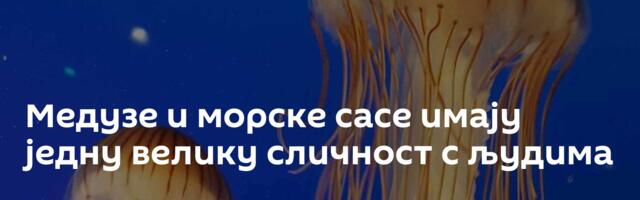 Медузе и морске сасе имају једну велику сличност с људима