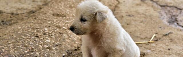 U akciji "Kreni-nahrani" u Novom Sadu i drugim mestima prikupljeno osam tona pomoći za napuštene životinje