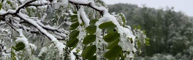 Prizor kod Priboja koji niko ne želi da vidi: Sneg prekrio tek rascvetalo voće