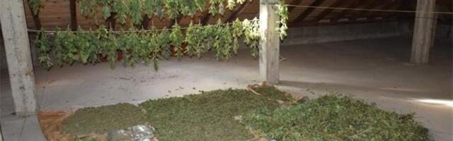 U iznajmljenoj kući kod Sopota pronađena laboratorija za uzgoj marihuane: Zaplenjeno 10 kilograma droge