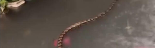 Scene kao iz horor filma: Velike zmije krstare poplavljenim ulicama popularnog letovališta (VIDEO)