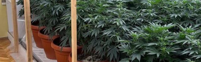 OTKRIVENE DVE LABORATORIJE ZA UZGOJ MARIHUANE U SUBOTICI! Dvojica muškaraca odmah uhapšena, evo šta je sve policija pronašla! (FOTO)