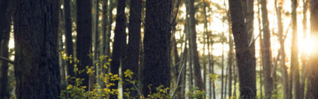 ​Апел: грађани да буду одговорни због повећаног ризика од шумских пожара