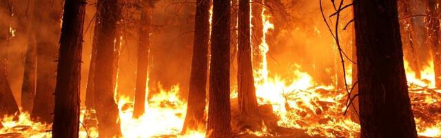 Požar na jugu Srbije (VIDEO)