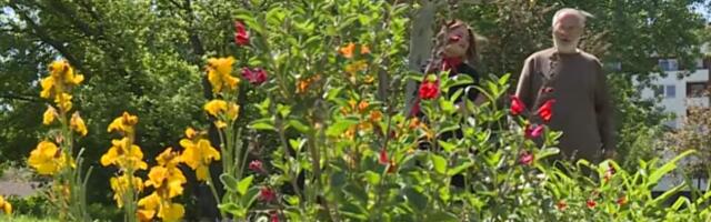 VREDNI NOVICA NAPRAVIO ČUDO NA LIMANU 4! Od pustopoljine u novosadskom naselju napravio cvetni raj! Deca se igraju, komšije zastaju (VIDEO)
