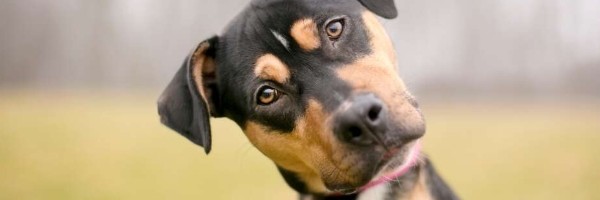 Istraživanje dokazalo da naši psi znaju kada ih lažemo