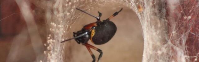 NARODNA VEROVANJA O ŽIVOTINJAMA KOD SRBA! Evo šta znači kada vam PAUK padne na odeću ili kada vam U SUSRET DOĐE PAS!