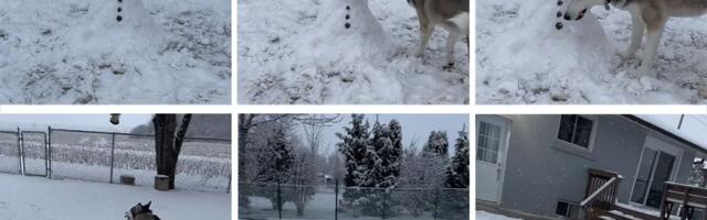 Vlasnica napravila Sneška za svog psa: Haski neočekivano pokazao NEZAHVALNOST, evo i kako