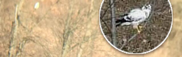 Čudo u užičkom kraju! Tri godine zaredom on se vraća ovde i to baš uoči Svetog Nikole