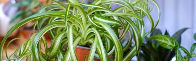 Čudo među sobnim biljkama: Čisti vazduh, spašava zdravlje i bezbedna je za kućne ljubimce