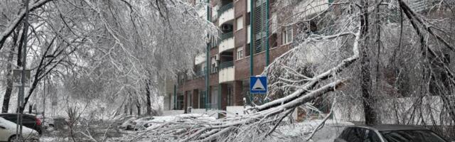 Haos u Bloku 29! Vejevica i mokar sneg lomili stabla, grane pale na automobile (FOTO, VIDEO)