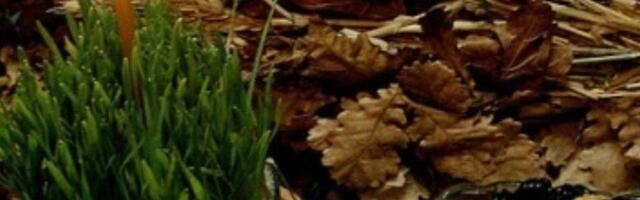 Položajnik - prvi gost koji donosi sreću u kuću