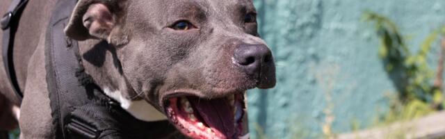 HOROR U KNJAŽEVCU: Pitbul preskočio ogradu, ubio psa, pa nasrnuo na vlasnika (86)