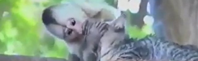 GUŠILA SE U NJEGOVIM POLJUPCIMA! Ovakve ljubavi nema na kugli zemaljskoj! (Video)