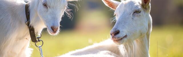 Da li ste znali da koze po glasu znaju da li smo srećni ili tužni?