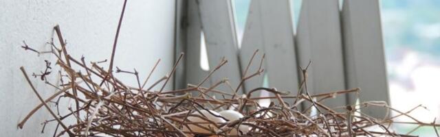 Ako vam OVA PTICA svije gnezdo na terasi ili blizu kuće, NIKAKO GA NEMOJTE RUŠITI: Staro verovanje kaže da ćete tako navući BEDU I NESREĆU