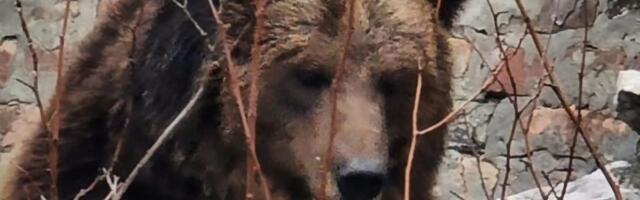 Medved mu se uselio u podrum, došli da ga uhvate, usledio obrt: Naletela je druga zver