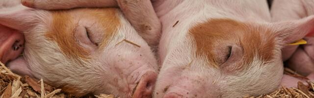 Rusi prave genetski modifikovanu svinju