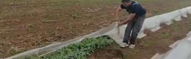 Država proverava ko zaista obrađuje zemlju: Nema podsticaja bez kontrole