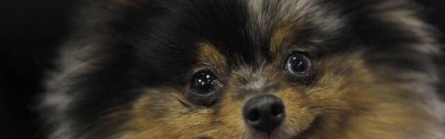 Adidas predstavio dresove za pse pred Svetsko prvenstvo