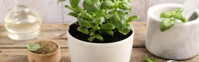 Kako se sadi i gaji bosiljak: Sada je idealno vreme, a evo kako da vam uspeva tokom cele godine