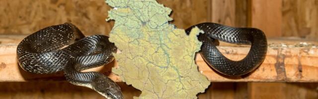 I zmije vole pivo! Poznati zmijolovac doživeo šok kada je ovo video (VIDEO)