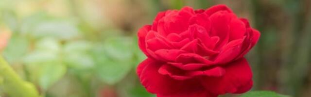 Spas za ruže iz frižidera: Poprskajte ih pre 5. aprila i cvetaće neprestano do jeseni