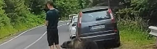 VIDEO: Mali medved prišao na centimetar od mladića u Rumuniji, a da on nije ni primetio