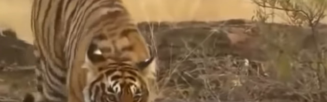 Vozač snimio retke sibirske tigrove (FOTO/VIDEO)