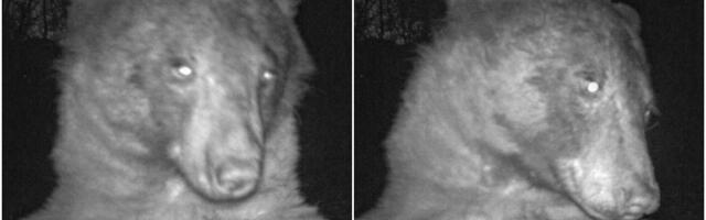 Divlji medved koji voli da pozira pred aparatima postao prava internet senzacija