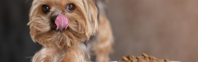 Zemljo otvori se: „fitness trend“ u okviru kog ljudi jedu hranu za pse zbog unosa proteina