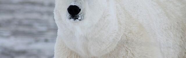 Studija: Genetske promene pomažu polarnim medvedima da se prilagode toplijoj klimi