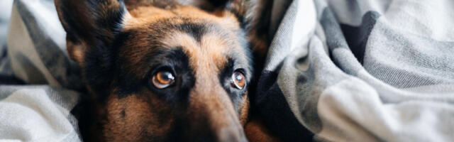 Znakovi da vam ljubimac traži više pažnje – ali ne onako kako mislite