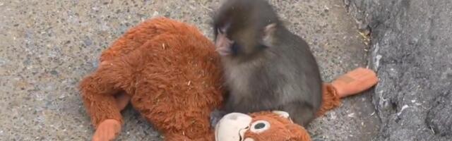 Naručila ram za slike, a stigla joj najtraženija igračka na svetu! Vesna iz Vranja dirnuta do suza: "Sada bar mogu da je zagrlim dok je ne vratim"