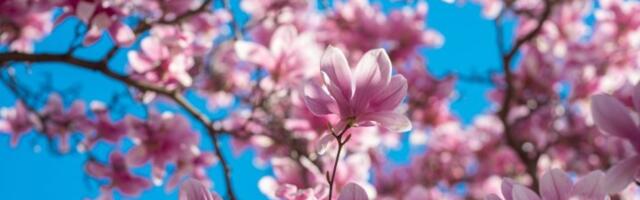 Ova biljka je kraljica proleća: Otkrijte tajnu njenog održavanja i kako da zablista u vašem dvorištu