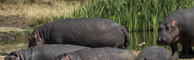 Колумбија одобрила план за смањење популације Ескобарових нилских коња