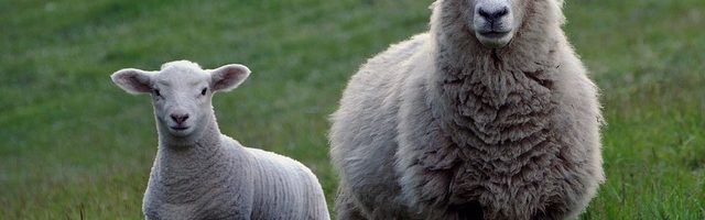 Čobanin iz sela kod Rače kažnjen zbog čuvanja ovaca u vreme policijskog časa