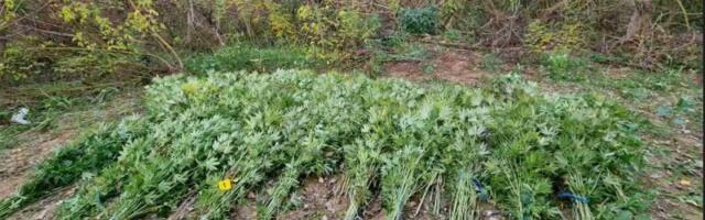 Rana žetva u Aleksincu: Policija otkrila polje marihuane