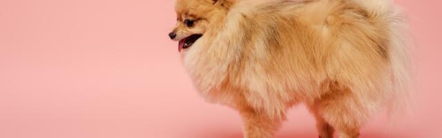 Treba li vašem psu obuća po zimskom vremenu?