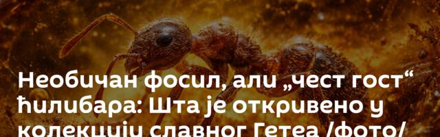 Необичан фосил, али „чест гост“ ћилибара: Шта је откривено у колекцији славног Гетеа /фото/