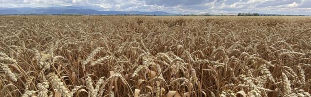 Argentinski pomorski radnici obustavili rad na 48 sati: Izvoz žitarica potpuno zaustavljen u lukama