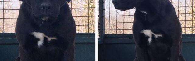 SEDAMSTO DANA TIŠINE u boksu broj 4: Crna "ženka pita iz azila" ne sme više biti nevidljiva