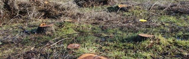 Da li je ovo čudo prirode? Lik Bogorodice se pojavio na presečenom stablu u Kragujevcu? POGLEDAJTE SLIKU