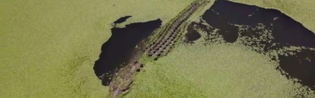 Iz dubine močvare: Krokodil napada dron (VIDEO)