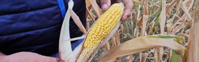 SUŠA UNIŠTILA ČAK 30 ODSTO HRANE U SRBIJI - SVA KIŠA KOJA SADA PADNE VEĆ JE ZAKASNILA! Hoćemo li imati dovoljno žitarica, voća i povrća za potrebe naše zemlje?!