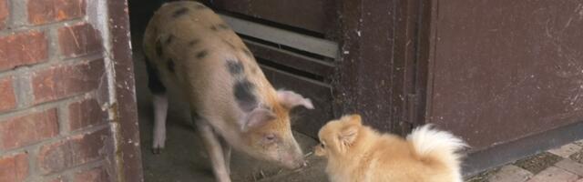 НЕЋЕТЕ ВЕРОВАТИ, субота Прва тв: Како је тринаесто прасе постало кућни љубимац