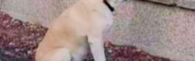 Borski Hačiko čeka svog vlasnika: Pas danima stoji na istom mestu, i čeka onoga ko ga je ostavio