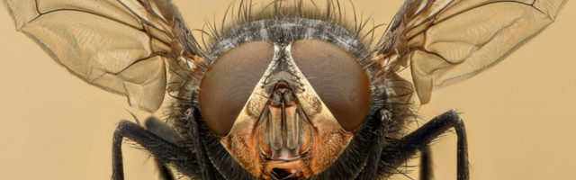 Bizarna nesreća dogodila se u domu jednog starca u Francuskoj