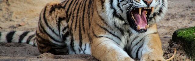 Interpol: Zaplenjeno 30.000 životinja u akciji protiv šverca