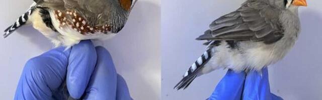 Narandžasti pigmenti ptica i riđokosih ljudi pomažu u sprečavanju oštećenja ćelija